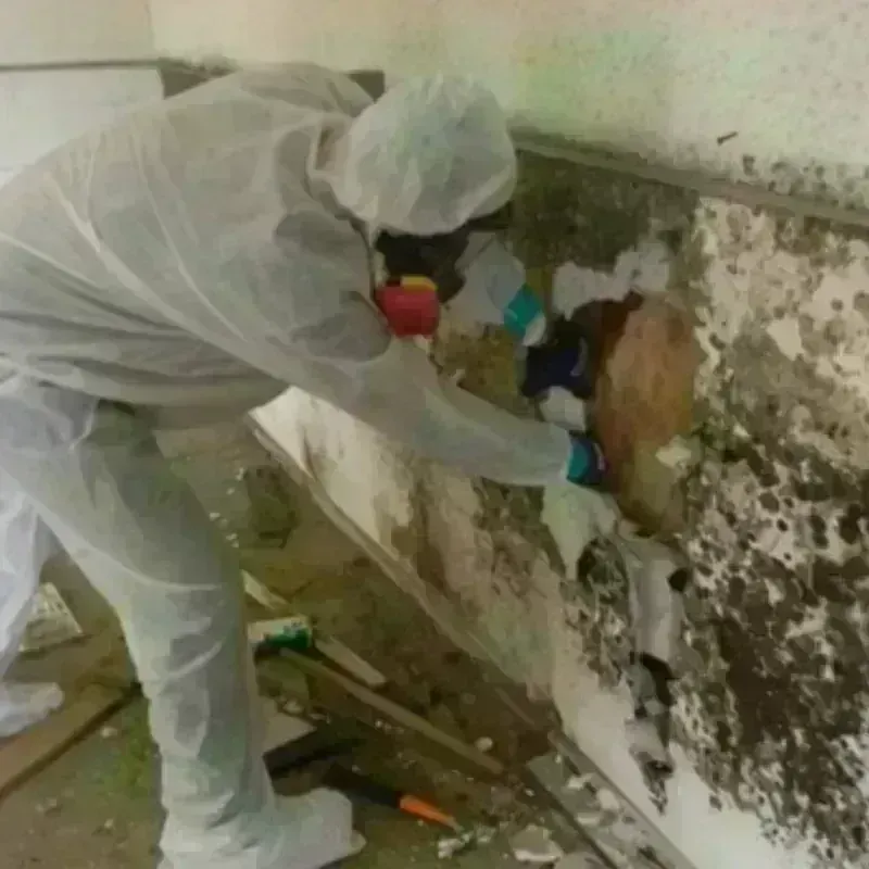 Mold Remediation and Removal in Johnson Creek, WI